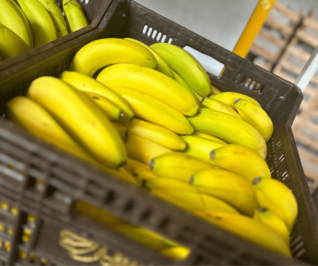 design sem nome (44)