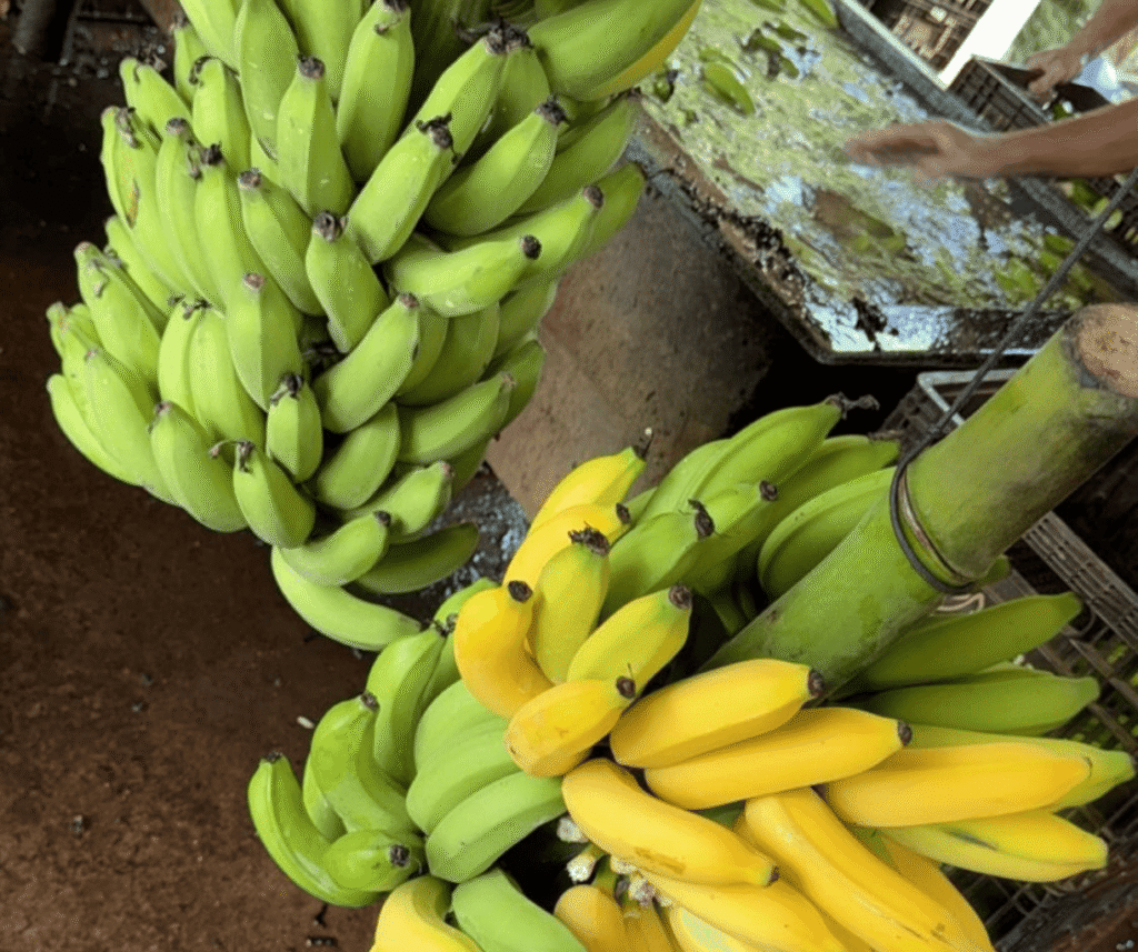 design sem nome (45)